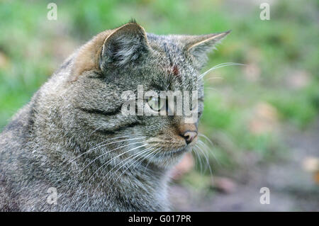 Gatto selvatico europeo Foto Stock