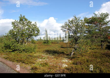 Heathlands oltre Kungsleden ("il percorso dei Re') in Dalarna, Svezia. Foto Stock