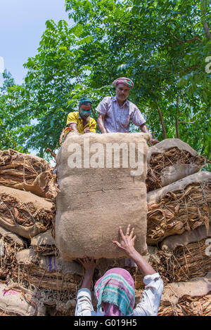 Grande quantità di tabacchi a secco il caricamento in un carrello portante in al di fuori di Dhaka, manikganj, Bangladesh. Foto Stock