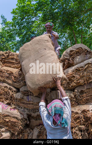 Grande quantità di tabacchi a secco il caricamento in un carrello portante in al di fuori di Dhaka, manikganj, Bangladesh. Foto Stock