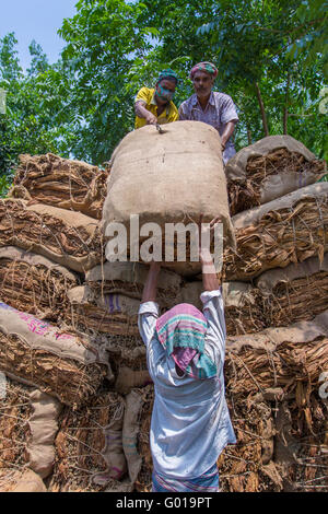 Grande quantità di tabacchi a secco il caricamento in un carrello portante in al di fuori di Dhaka, manikganj, Bangladesh. Foto Stock