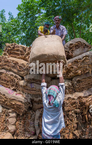 Grande quantità di tabacchi a secco il caricamento in un carrello portante in al di fuori di Dhaka, manikganj, Bangladesh. Foto Stock