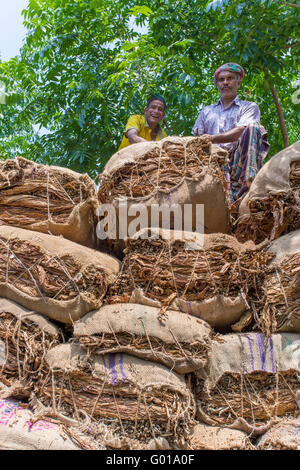 Grande quantità di tabacchi a secco il caricamento in un carrello portante in al di fuori di Dhaka, manikganj, Bangladesh. Foto Stock