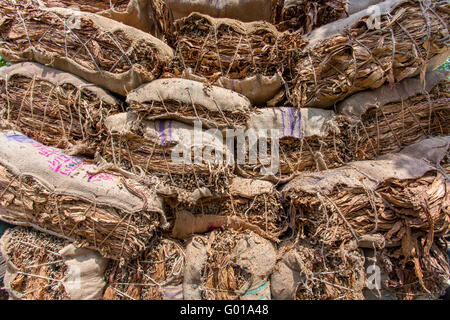 Grande quantità di tabacchi a secco il caricamento in un carrello portante in al di fuori di Dhaka, manikganj, Bangladesh. Foto Stock