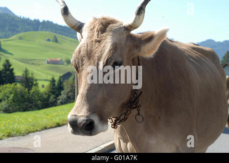Prodotti lattiero-caseari Foto Stock