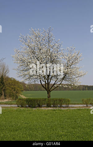 Gli alberi di ciliegio in primavera, Bassa Sassonia, Germania Foto Stock