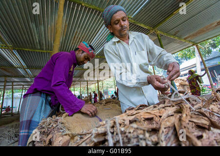 Un tabacco mercato tenuta lavoratore è al lavoro nel villaggio di lato di manikganj, Bangladesh. Foto Stock