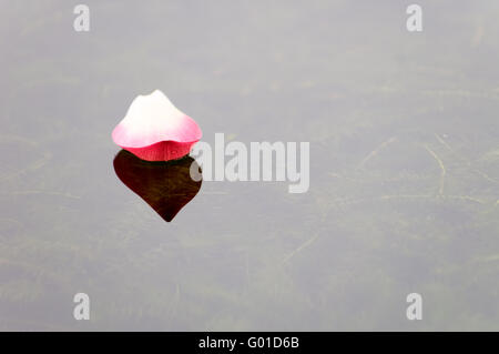 Close up rosa petalo lotus galleggiare sull'acqua Foto Stock