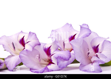 Bella Gladiolus. Macro. Studio shot su sfondo bianco Foto Stock