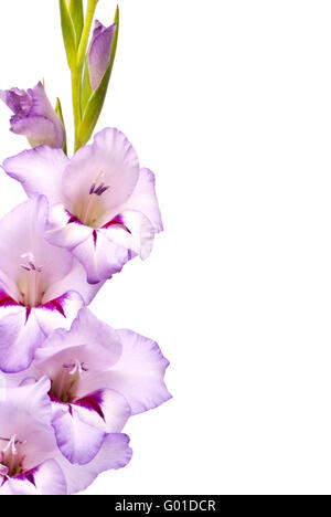 Bella Gladiolus. Macro. Studio shot su sfondo bianco Foto Stock