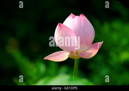 Close up blooming Lotus Flower su foglie Foto Stock