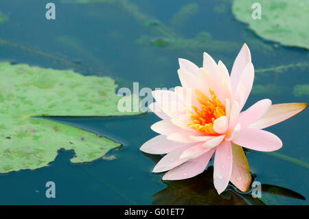 Il close up (dettaglio) di acqua di rosa lily con la riflessione su acqua Foto Stock