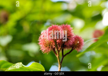 Achiote, rossetto frutta su Zanzibar spice tour Foto Stock