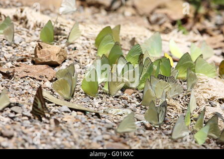 Le farfalle in Thailandia Foto Stock