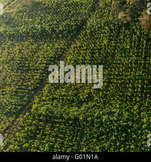 Penisola di OSA, COSTA RICA - Antenna di due anni gli alberi di teak sullo sviluppo sostenibile la piantagione di teak a Puerto Jimenez. Tectona grandis Foto Stock
