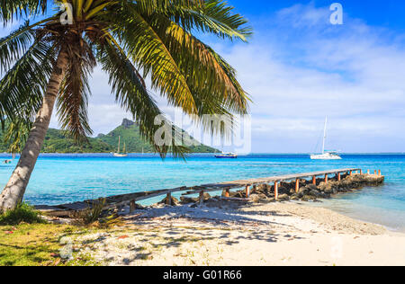 Spiaggia, Palm tree e costa al Huahine, un'isola nelle isole della Società, Polinesia francese, Oceano Pacifico in una giornata di sole Foto Stock