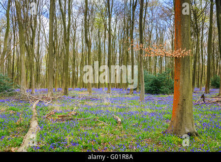 Bluebells fioritura nel bosco di faggio in Micheldever boschi, Winchester, Hampshire in aprile, tipica britannica Campagna Primavera Foto Stock