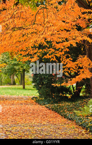 An outdoor autumn scene with colored trees and leafs Foto Stock