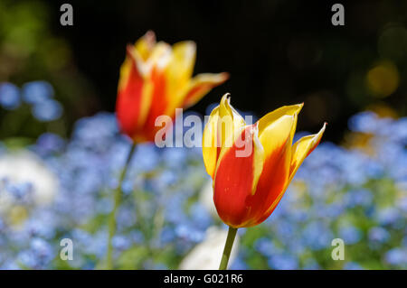 Red and yellow bicolor tulips 'Gavota' Foto Stock