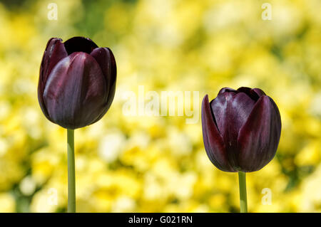 Viola scuro-nero, Regina della notte, i tulipani Foto Stock