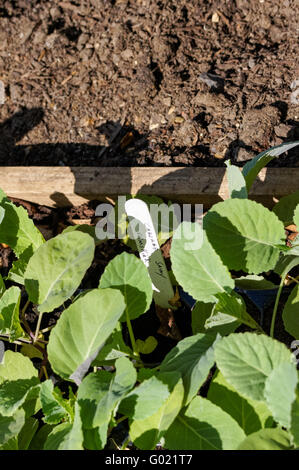 Piantine di cavolo nel vassoio Foto Stock