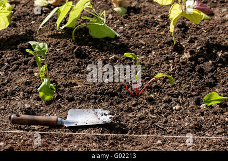 piantine vegetali piantate in un suolo Foto Stock