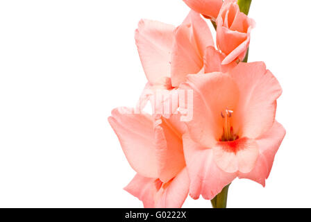 Bella Gladiolus. Macro. Studio shot su sfondo bianco Foto Stock