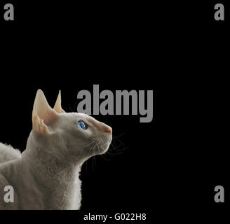 White Cornish Rex Foto Stock