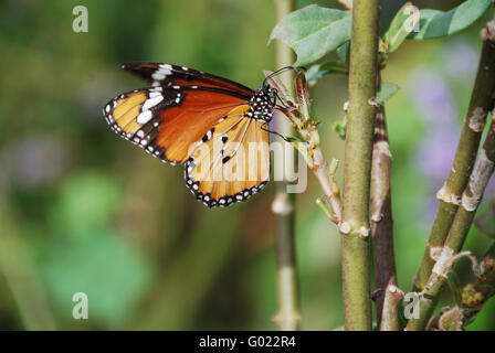 Farfalla Foto Stock