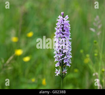 Avvistato comune (orchidea Dactylorhiza fuchsii) Foto Stock
