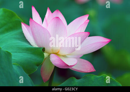 Close up blooming Lotus Flower su foglie Foto Stock