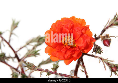 Blooming orange portulaca (purslane). Isolato su bianco Foto Stock