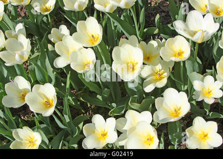 Fiori di Primavera - bianco tulipani nel letto di fiori. Purissima varietà Foto Stock