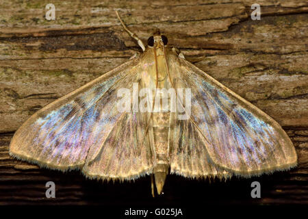 Madre di perla (Pleuroptya ruralis) micro moth. Piccolo insetto della famiglia Crambidae, noto come l'erba falene Foto Stock
