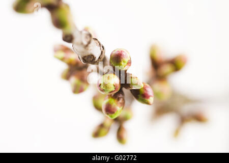 Arto da un albero ciliegio in primaverile Foto Stock