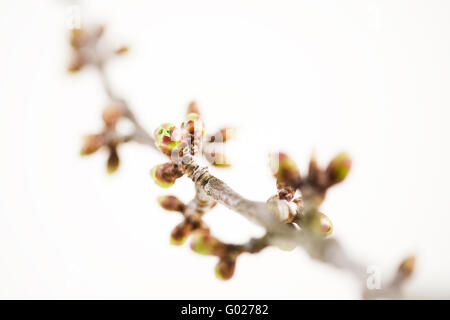 Arto da un albero ciliegio in primaverile Foto Stock