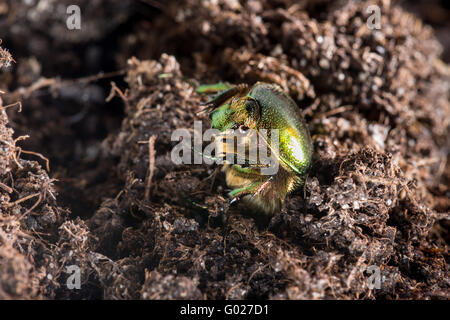 Rose, chafer Cetoniinae, Cetonia aurata, rose chafer, verde rose chafer, corpo metallico strutturalmente, vernice colorata, verde; Necta Foto Stock