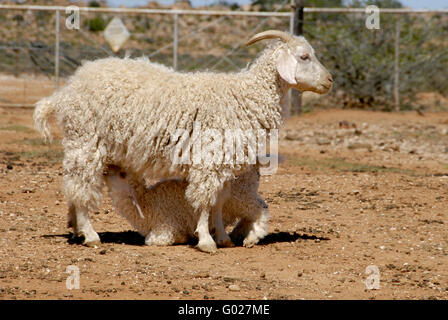 La madre e il bambino capre angora Foto Stock