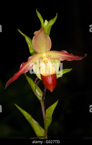 Pianella della Madonna orchid Papheopedilum spec Foto Stock