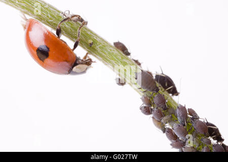 Due spotted lady beetle (Adalia bipunctata) con greenfly (Aphidoidea) Foto Stock