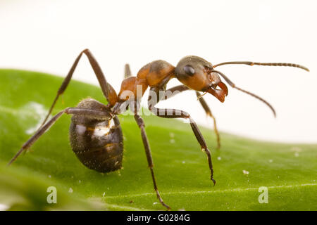 Legno formica (Formica rufa) Foto Stock