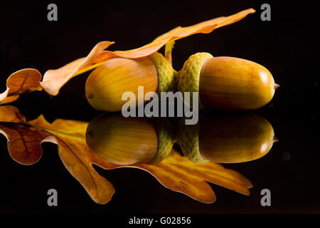 Acorn con foglie di quercia Foto Stock