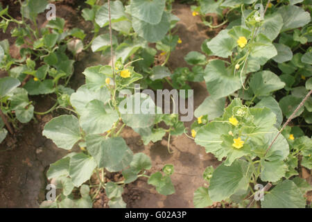 Cetriolo armeno, Snake cetriolo, Cucumis melo var. flexuosus, kakri, catrame, erbe coltivate con arricciata assottigliata frutta, insalata Foto Stock