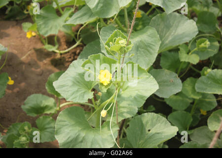 Cetriolo armeno, Snake cetriolo, Cucumis melo var. flexuosus, kakri, catrame, erbe coltivate con arricciata assottigliata frutta, insalata Foto Stock