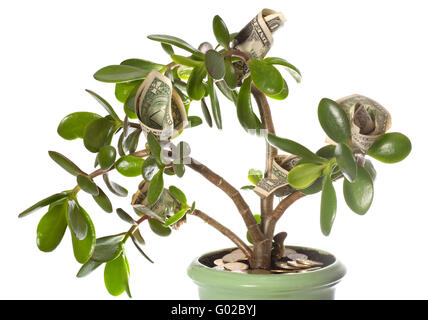 Impianto di Giada con le fatture del dollaro isolato su bianco (fioritura money tree) Foto Stock