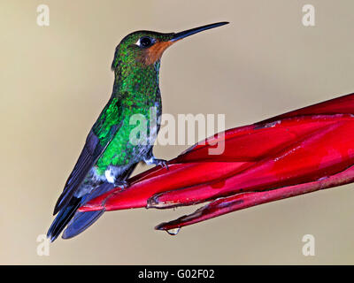 Giovane colibrì maschio dalla corona verde arroccato sul fiore Foto Stock