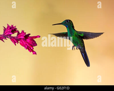 Maschio-verde brillante incoronato hummingbird alimentazione da fiore Foto Stock