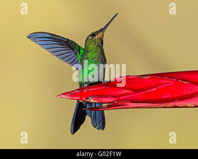 Giovane colibrì maschio dalla corona verde arroccato sul fiore Foto Stock