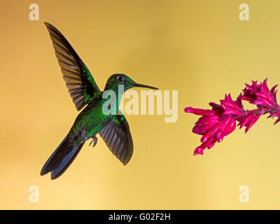 Maschio-verde brillante incoronato hummingbird alimentazione da fiore Foto Stock