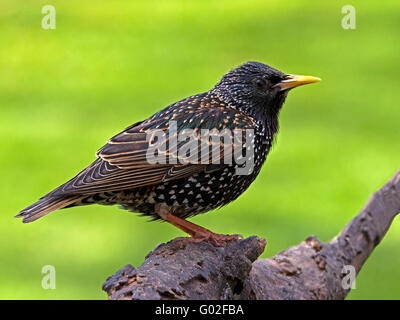 Starling comune appollaiato sul ramo Foto Stock